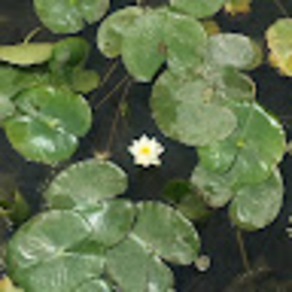 Meet your Posher, Janell - Picture 1 of 1